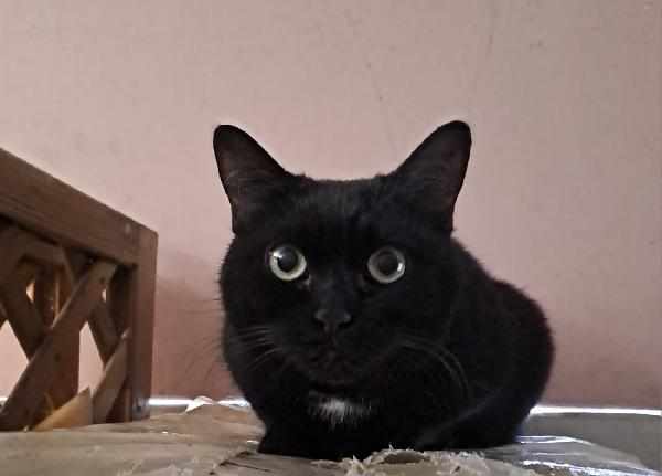 Giulia Micia Di Circa Due Anni